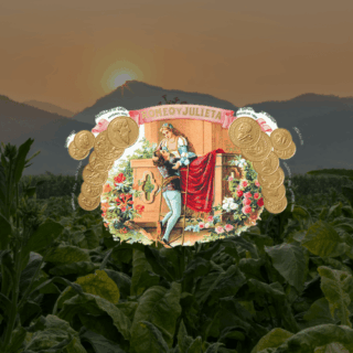 Romeo y Julieta Cuban cigars - Churchill's legendary choice since 1875