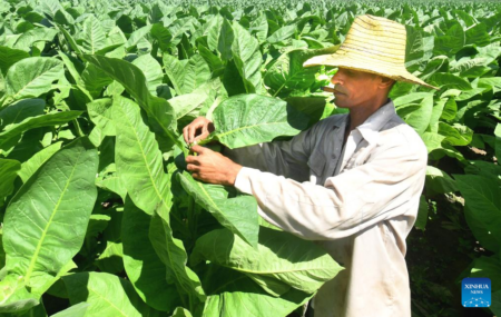 Plantación de tabaco en Cuba
