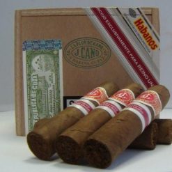 flor de cano short robusto2